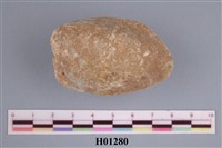 藏品(圓魁蛤)的圖片